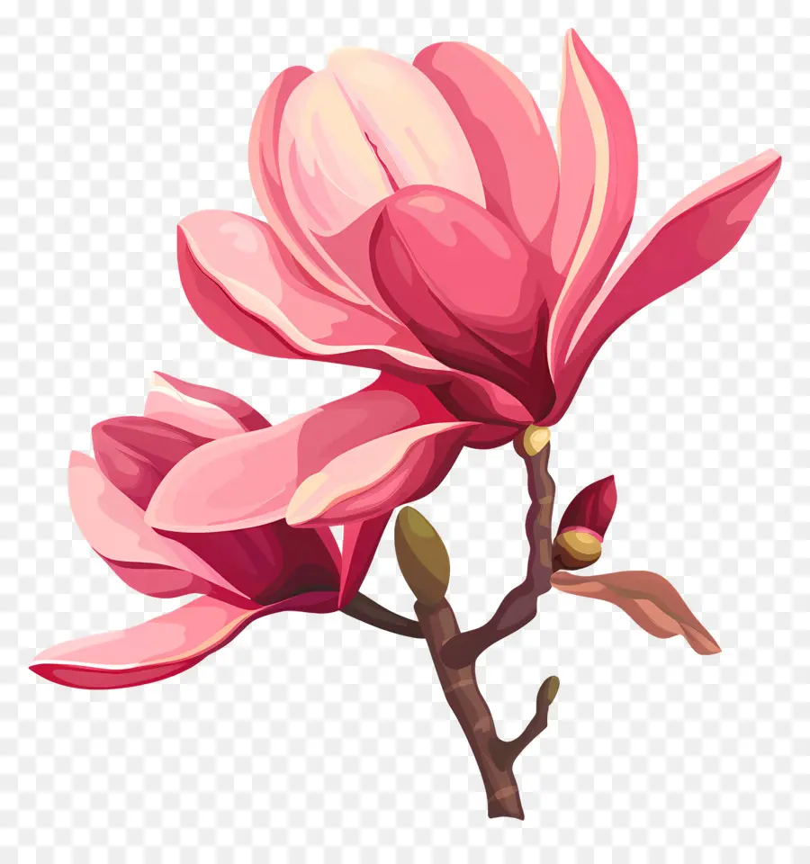 Bunga Magnolia，Magnolia Grandiflora PNG
