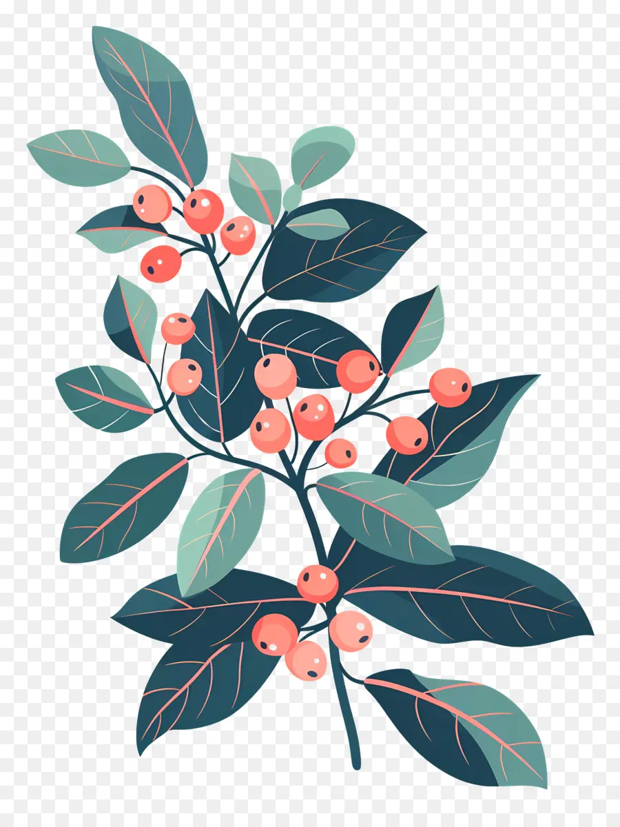 Holly Mistletoe，Buah Merah PNG