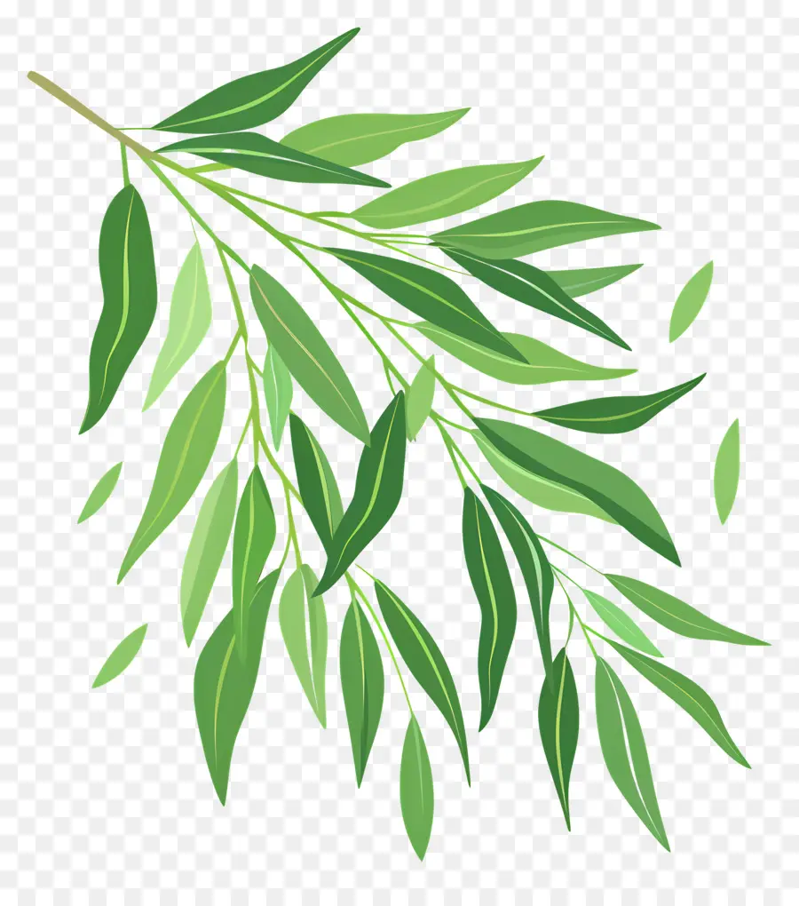 Daun Willow，Pohon Kayu Putih PNG