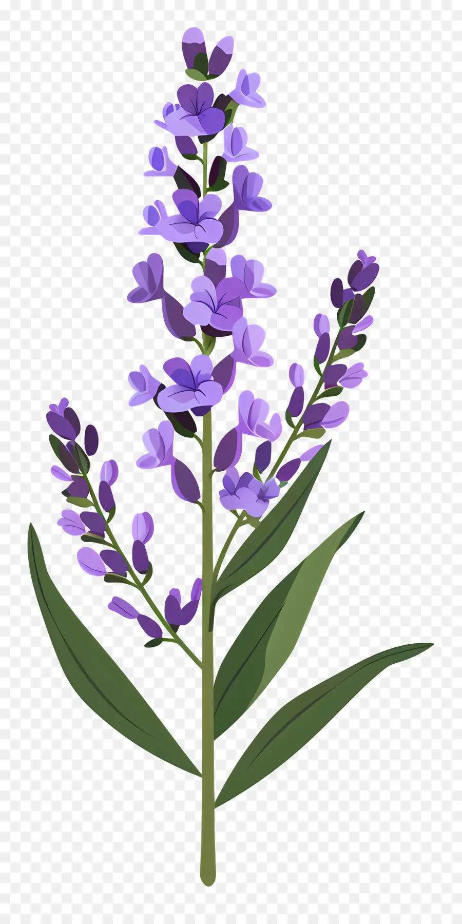 Bunga Lavender，Tanaman Lilac PNG