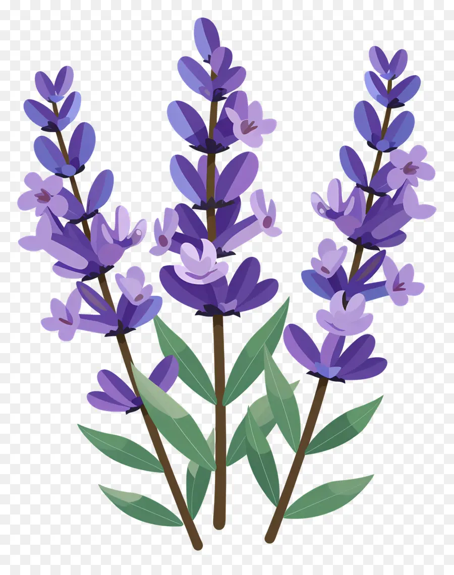 Bunga Lavender，Ungu Kelopak PNG