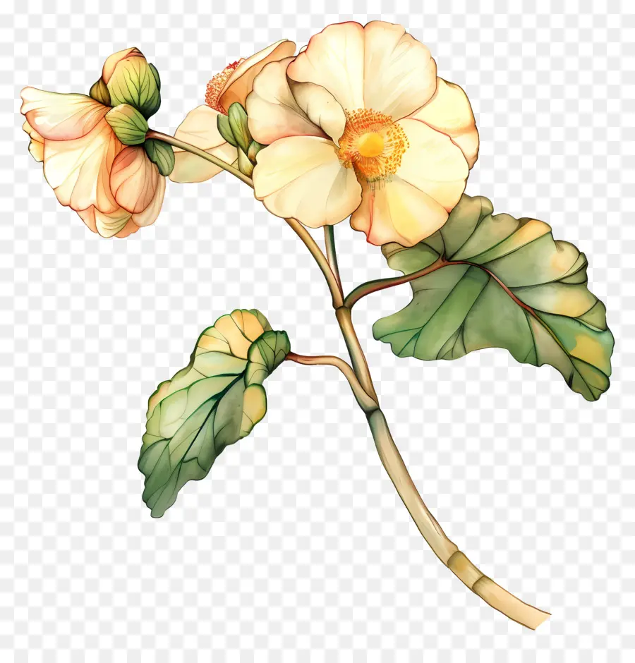 Bunga Begonia，Bunga Kuning PNG