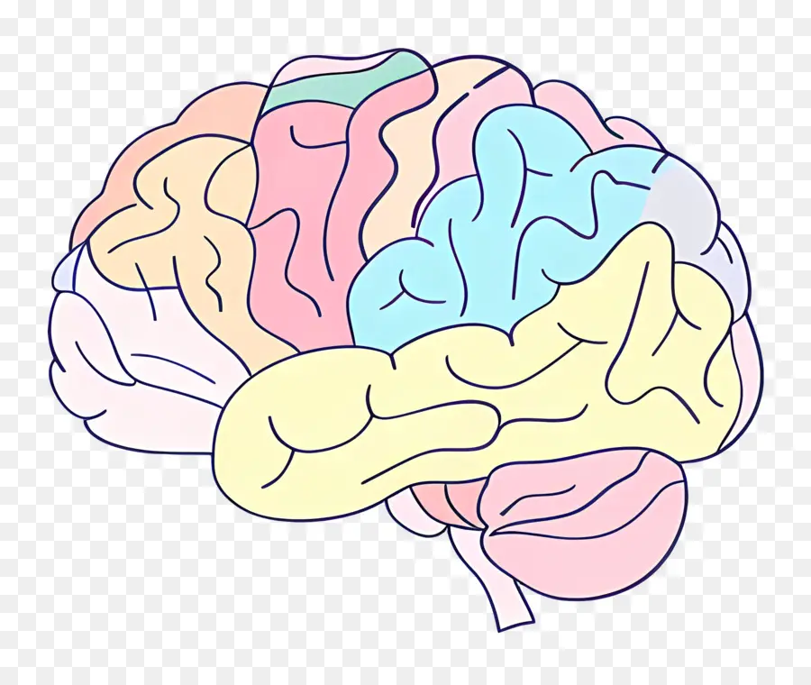 Kartun Otak，Anatomi Otak Manusia PNG
