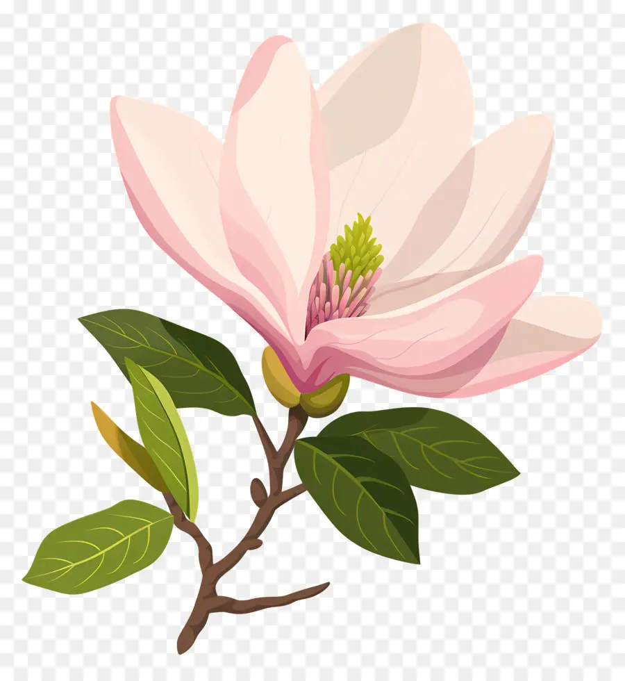 Bunga Magnolia，Pohon Berbunga Merah Muda PNG