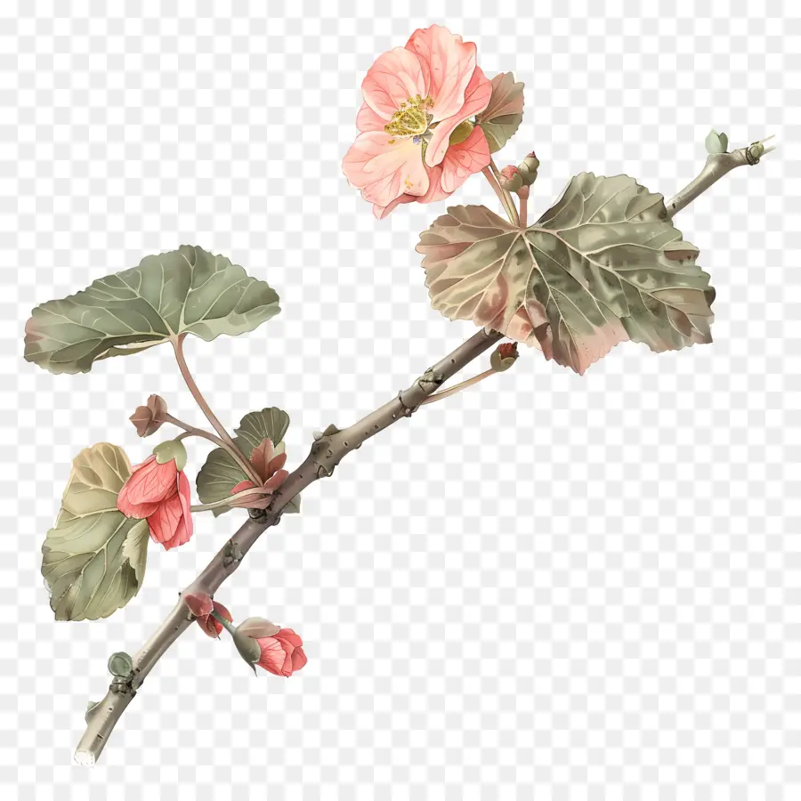 Bunga Begonia，Bunga Merah Muda PNG