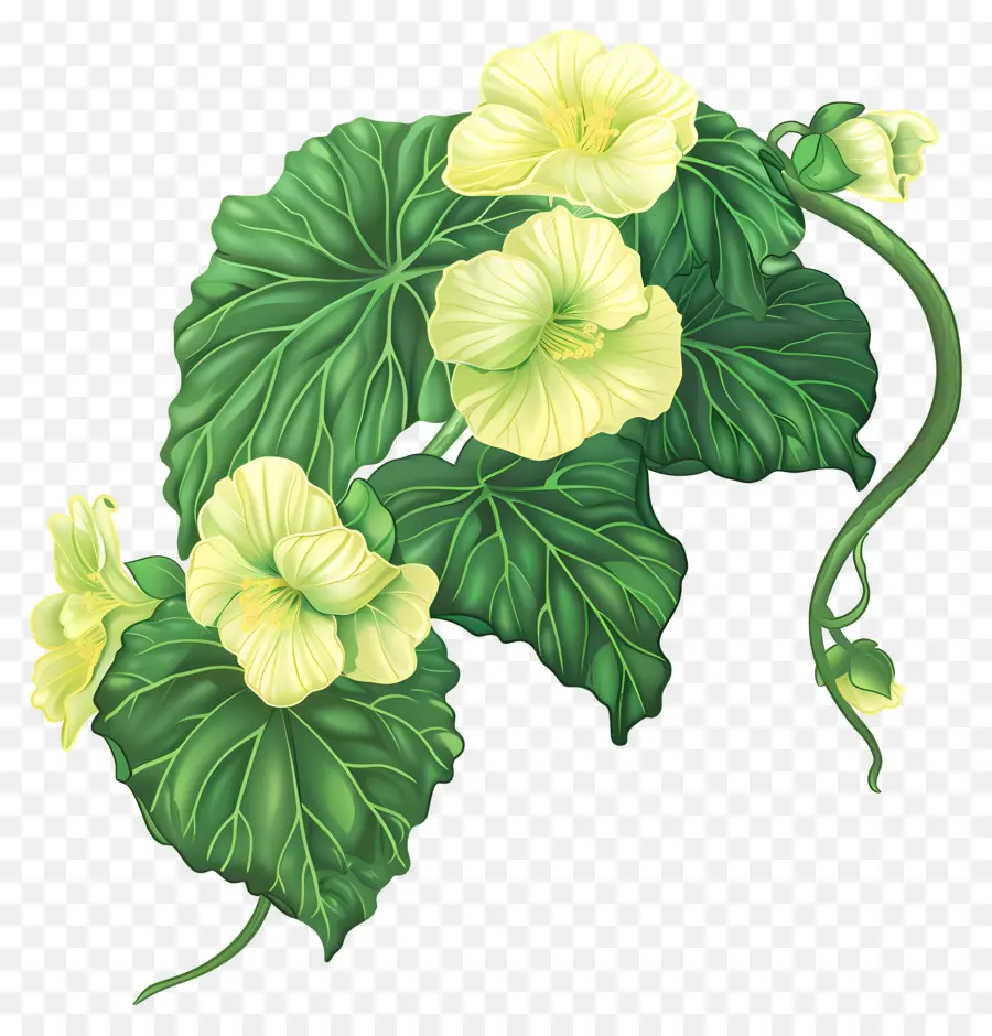 Bunga Begonia，Bunga PNG