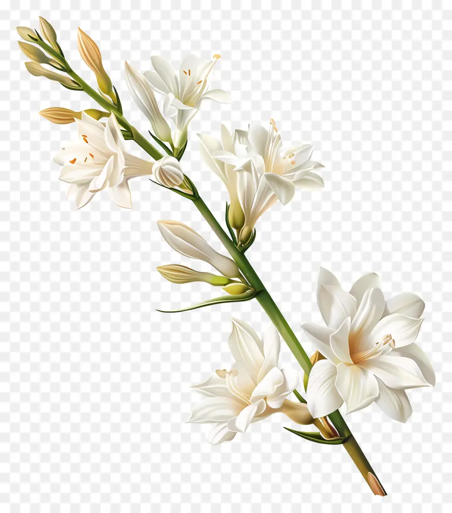 Bunga Sedap Malam，Bunga Putih PNG