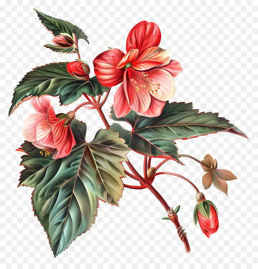 Bunga Begonia，Bunga Kembang Sepatu PNG