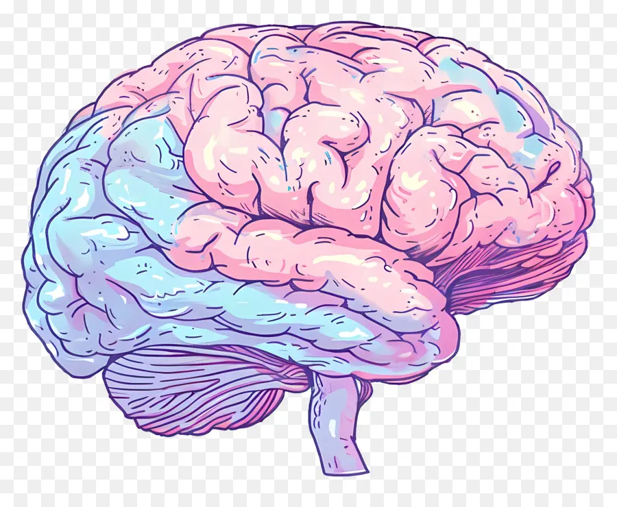 Kartun Otak，Otak Manusia PNG