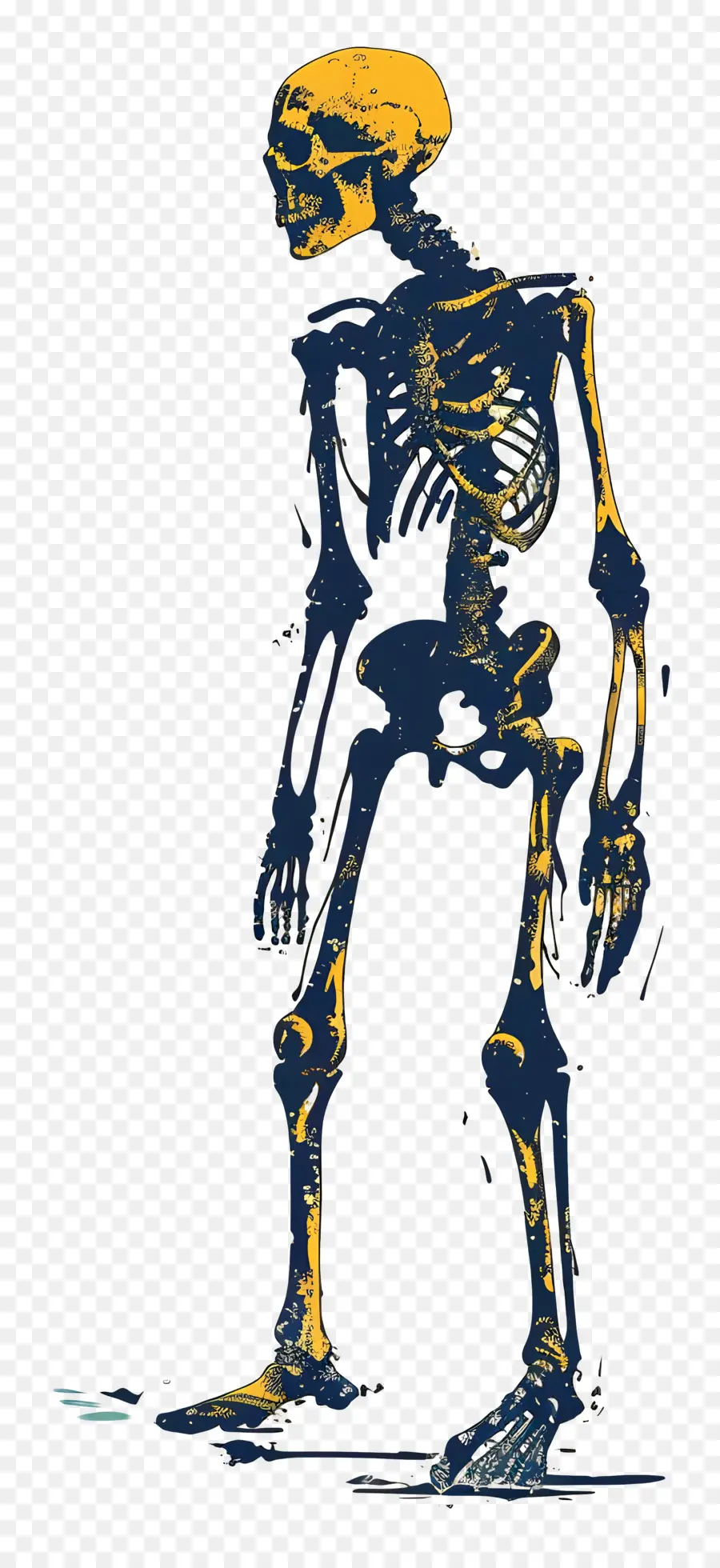 Kerangka，Anatomi Manusia PNG