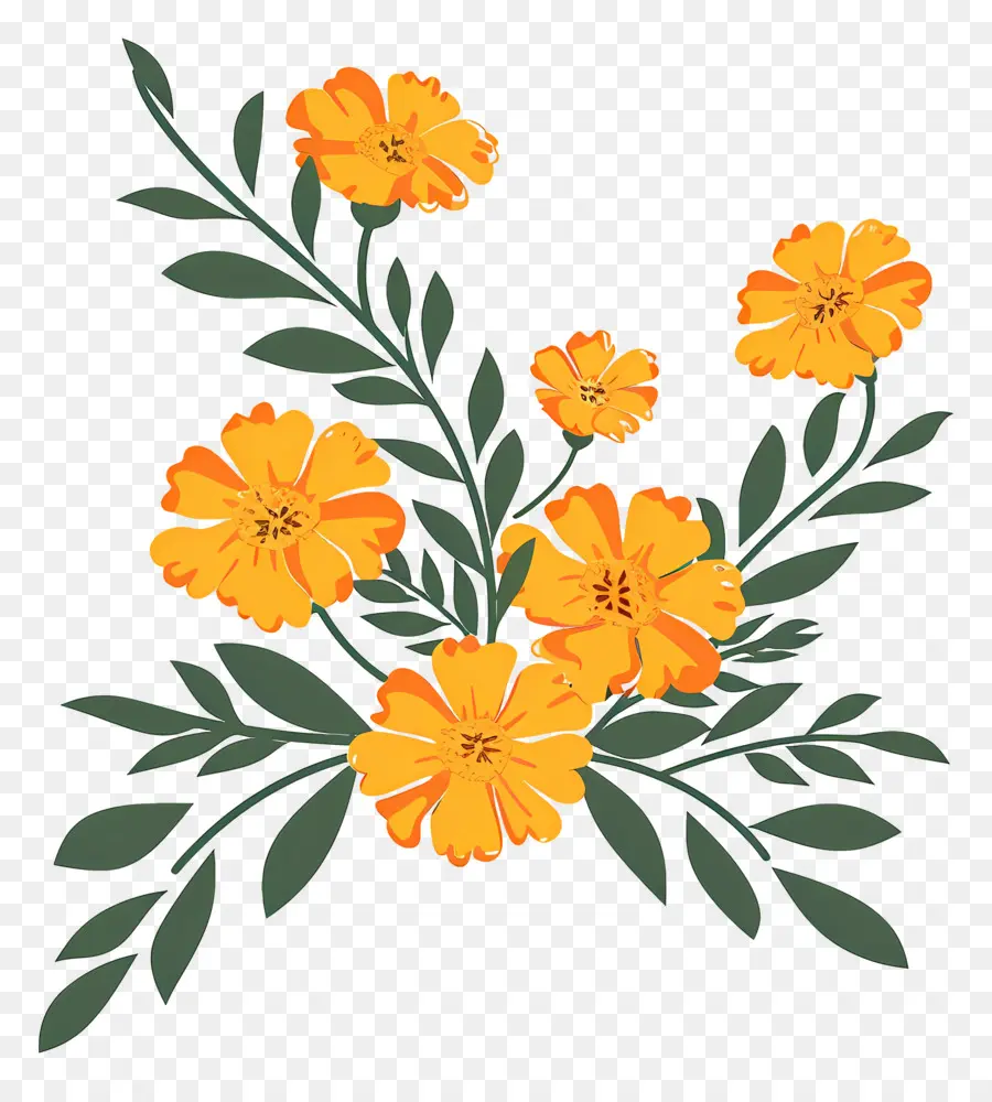 Karangan Bunga Marigold，Marigold PNG