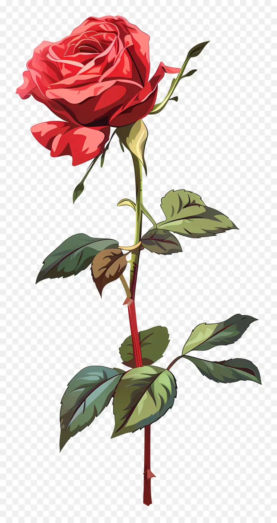 Mawar Tunggal，Mawar Merah PNG
