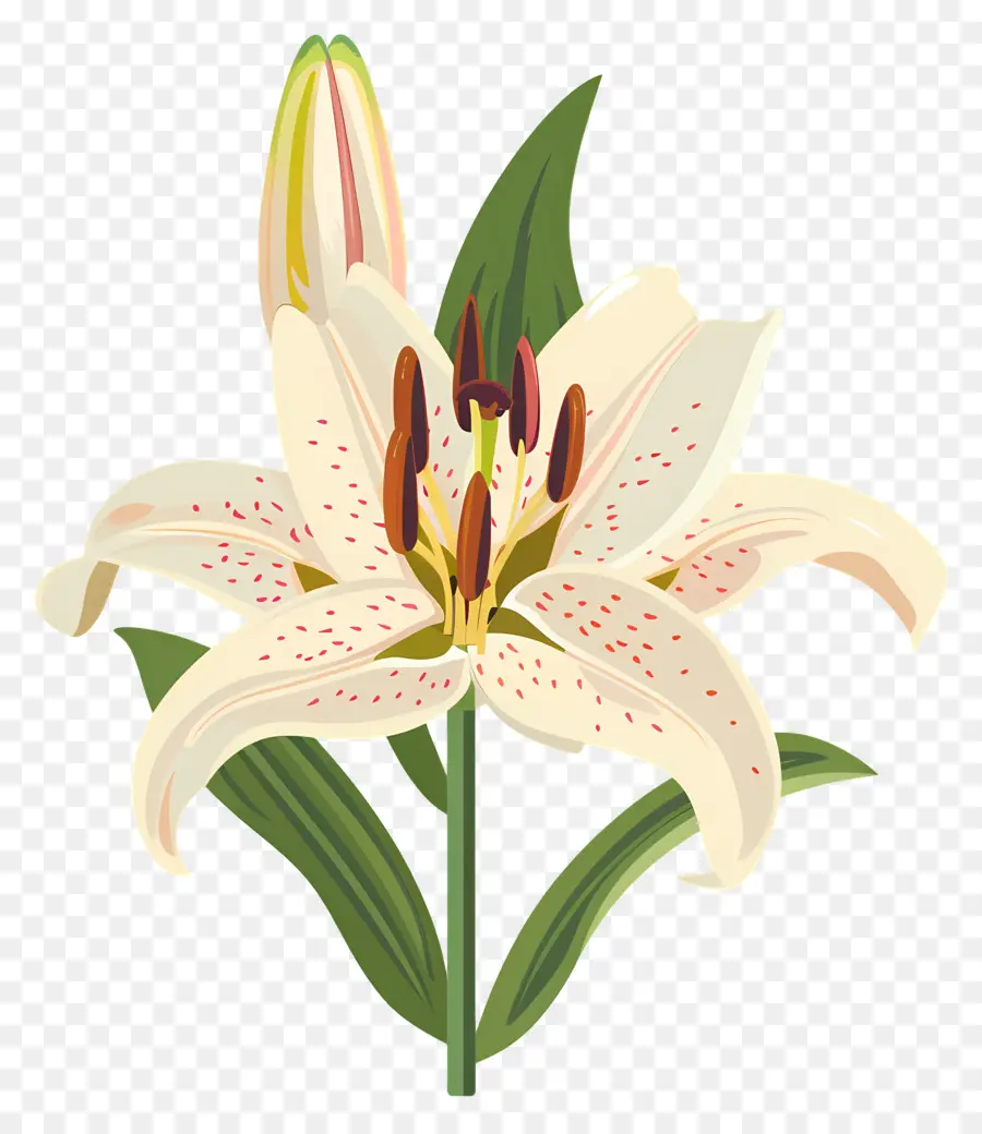 Bunga Lily，Lily Putih PNG