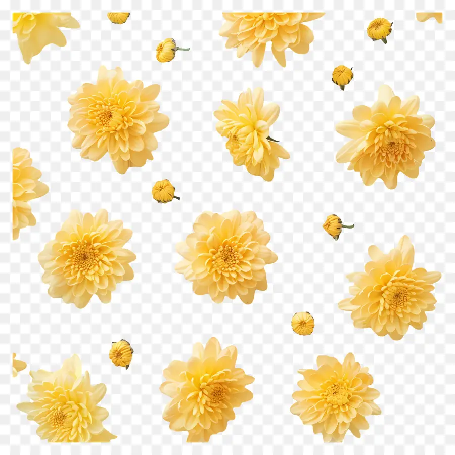 Bunga Krisan，Bunga Kuning PNG