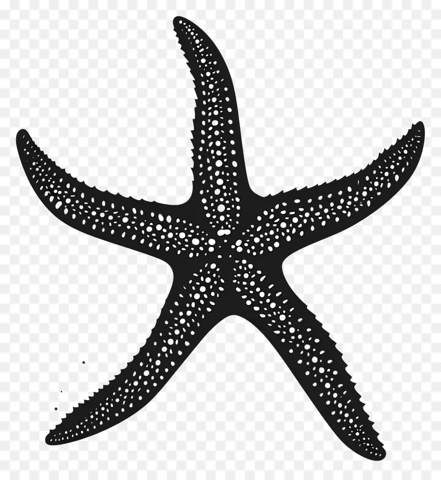 Bintang Laut Siluet，Starfish Hitam PNG