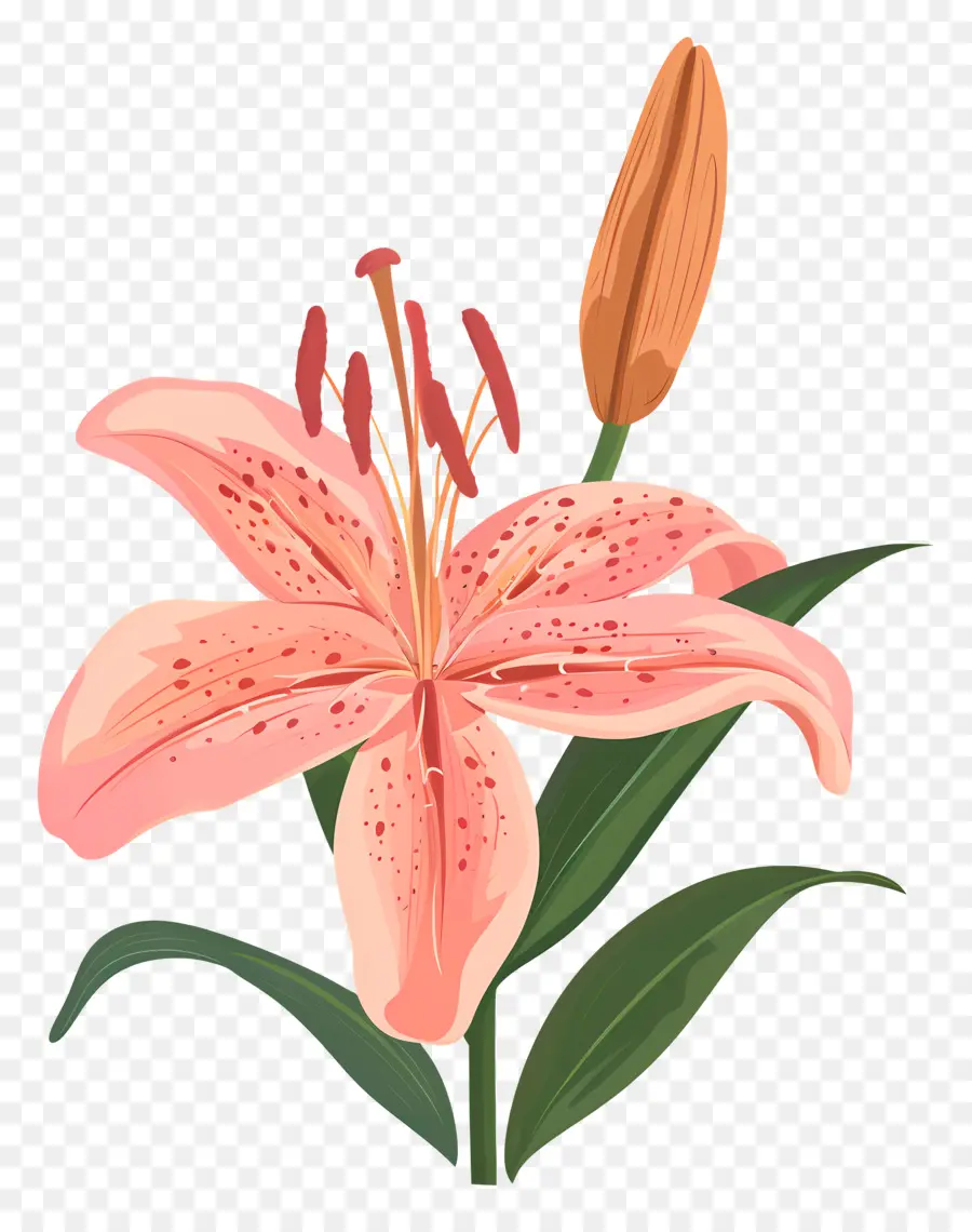 Bunga Lily，Bunga Lily Merah Muda PNG