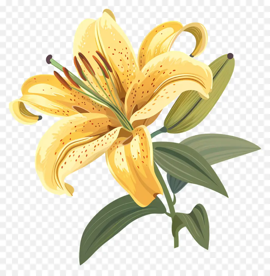 Bunga Lily，Lily Kuning PNG