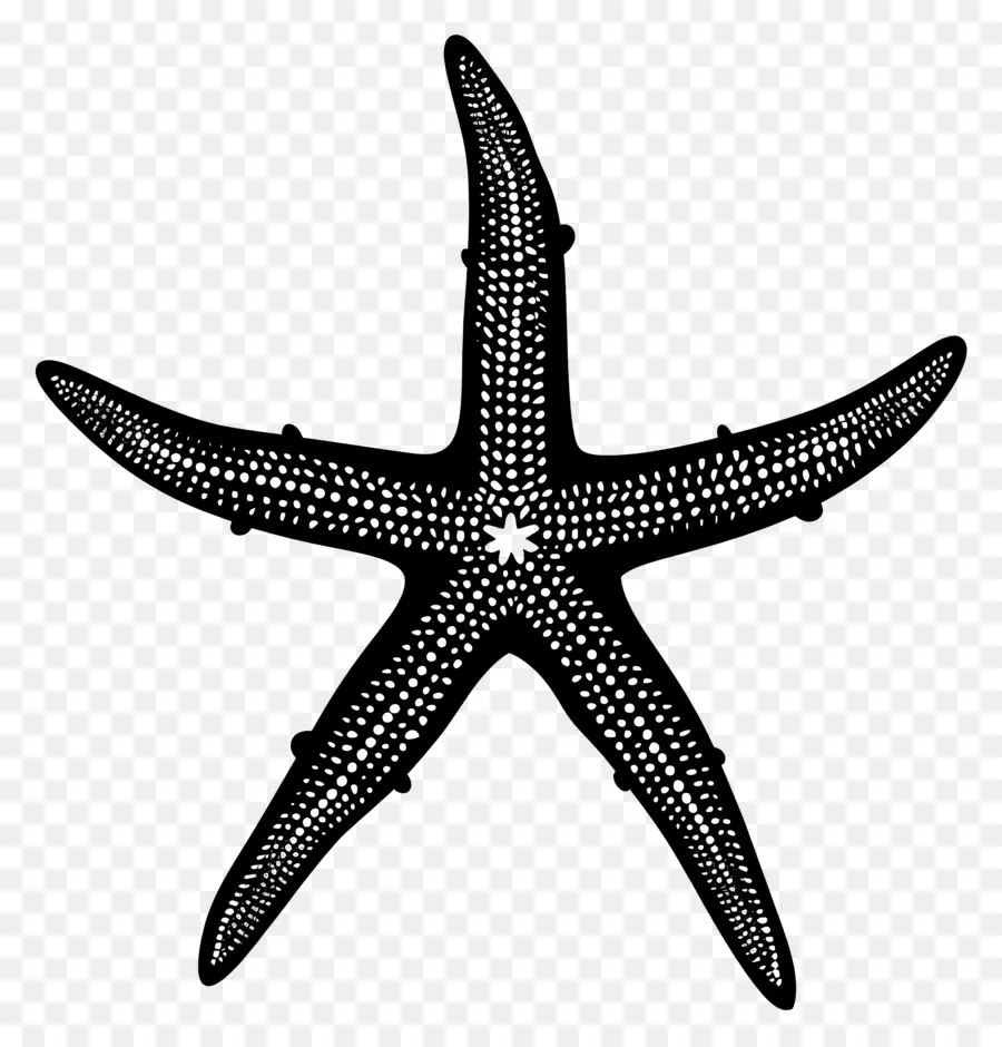 Bintang Laut Siluet，Bintang Laut PNG