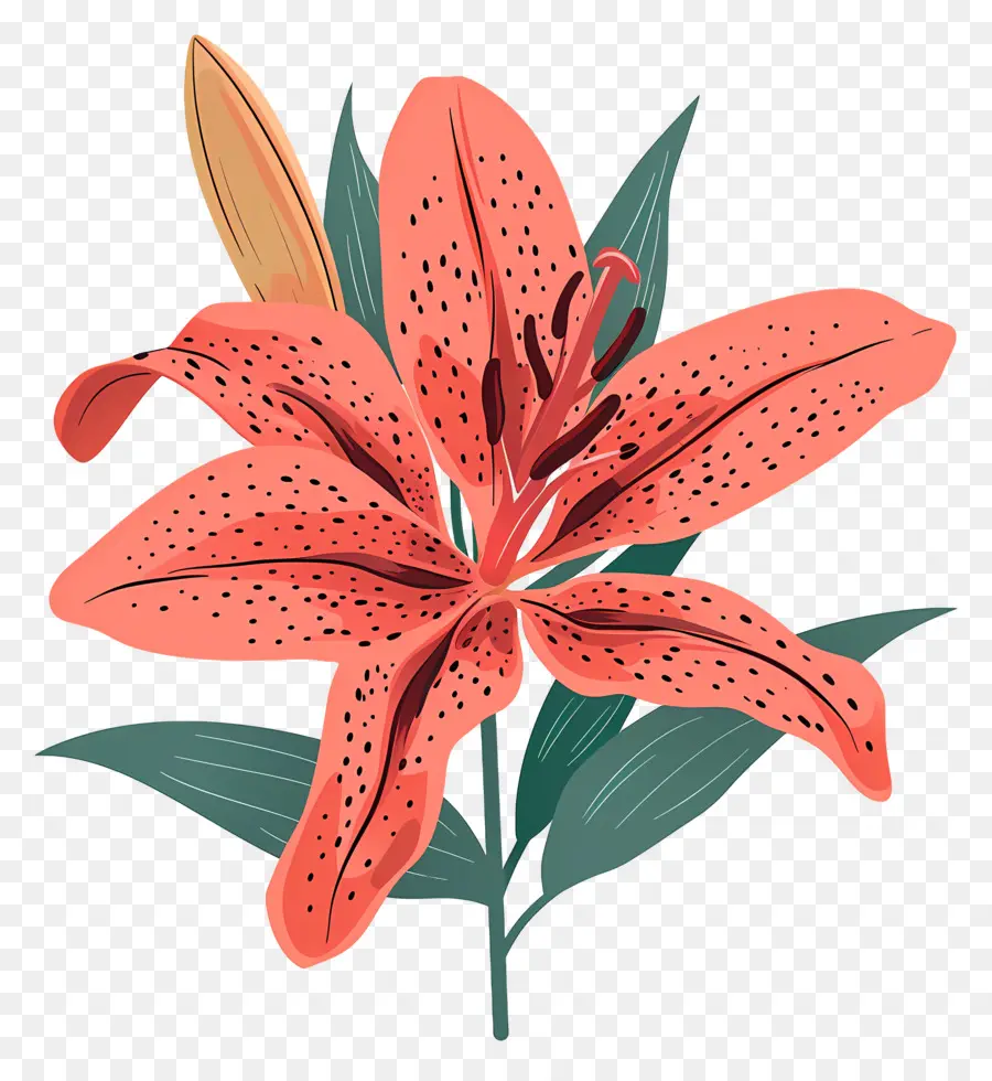 Bunga Lily，Lily Merah PNG