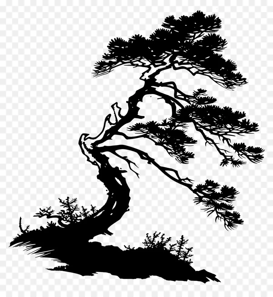 Pohon Pinus Siluet，Pohon Bonsai PNG