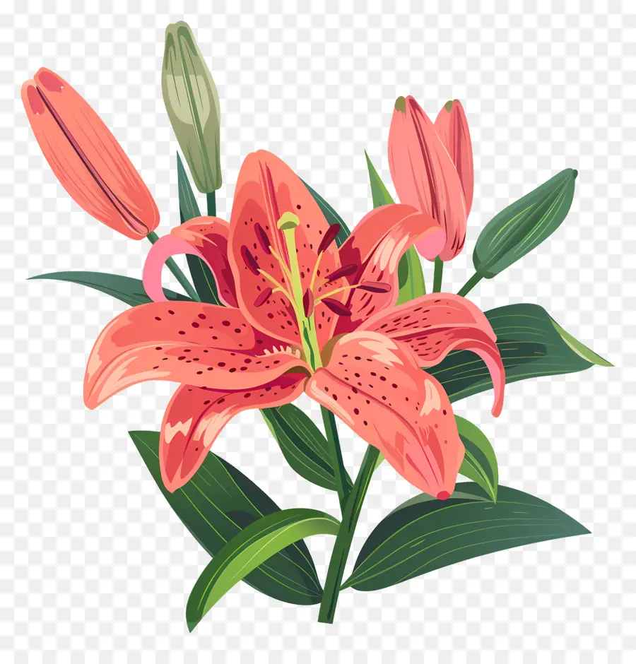 Bunga Lily，Pink Lily PNG