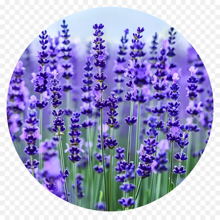 Bidang Lavender，Bunga Lavender PNG