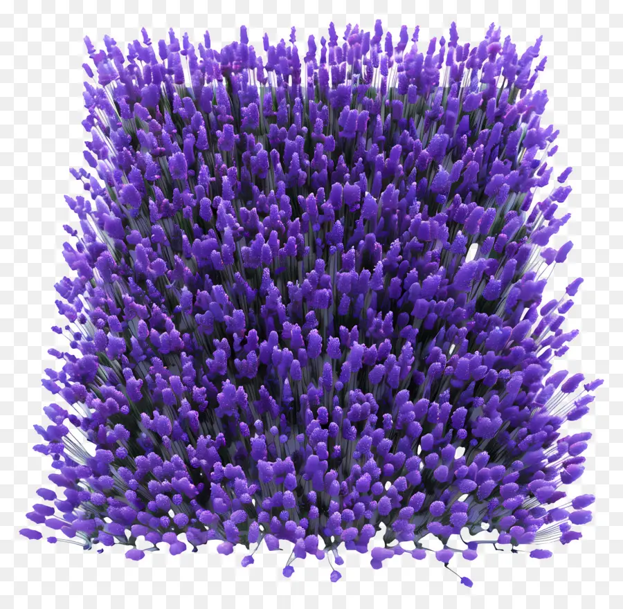 Bidang Lavender，Bunga Bunga Ungu PNG