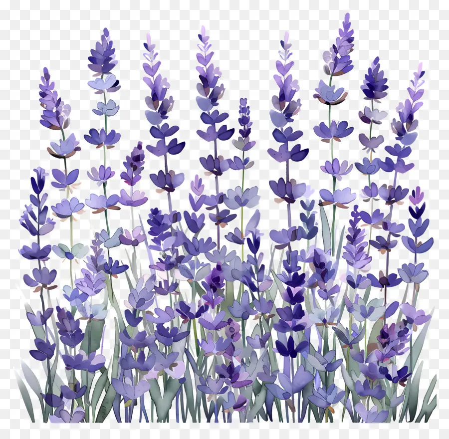 Bidang Lavender，Lavender Ungu PNG