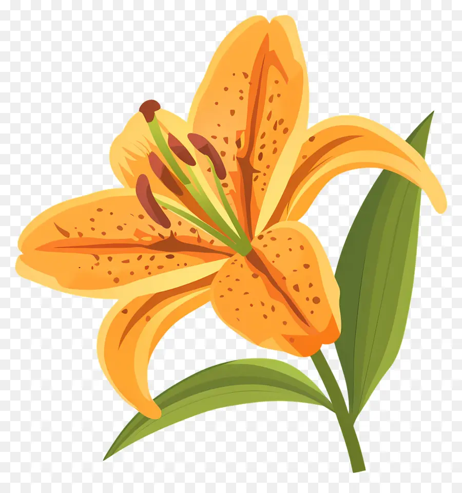 Bunga Lily，Lily Jeruk PNG