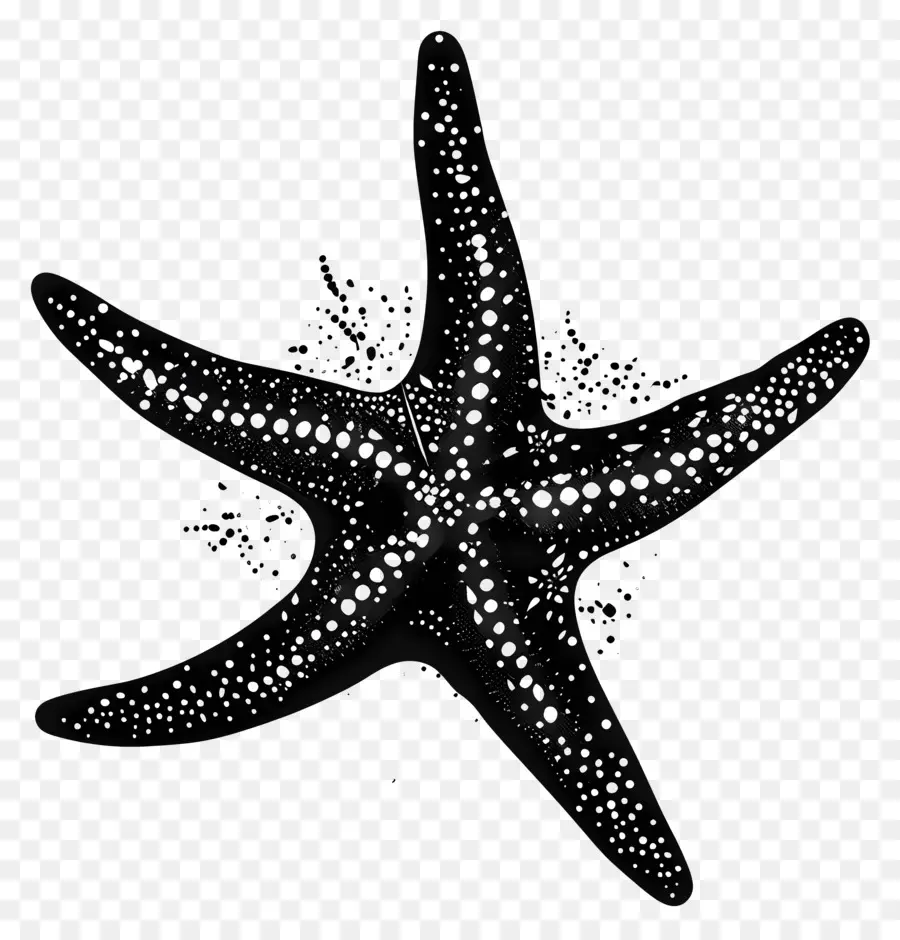 Bintang Laut Siluet，Bintang Laut PNG