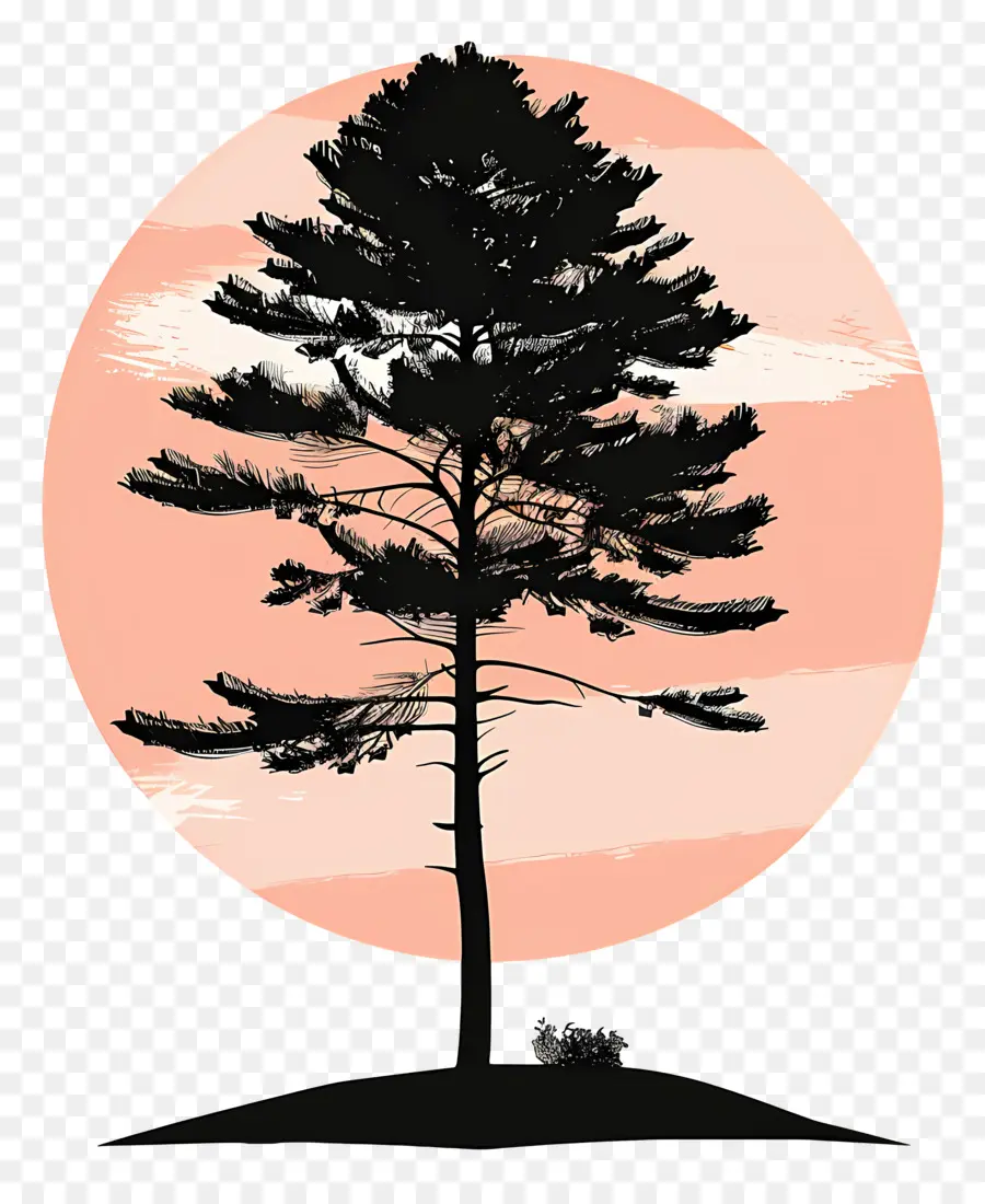Pohon Pinus Siluet，Pohon Pinus PNG
