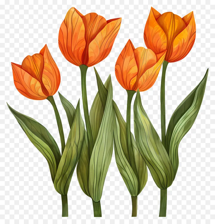 Tulip，Orange Tulip PNG