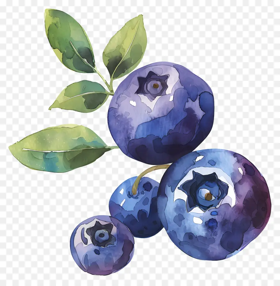 Blueberry，Buah Beri PNG