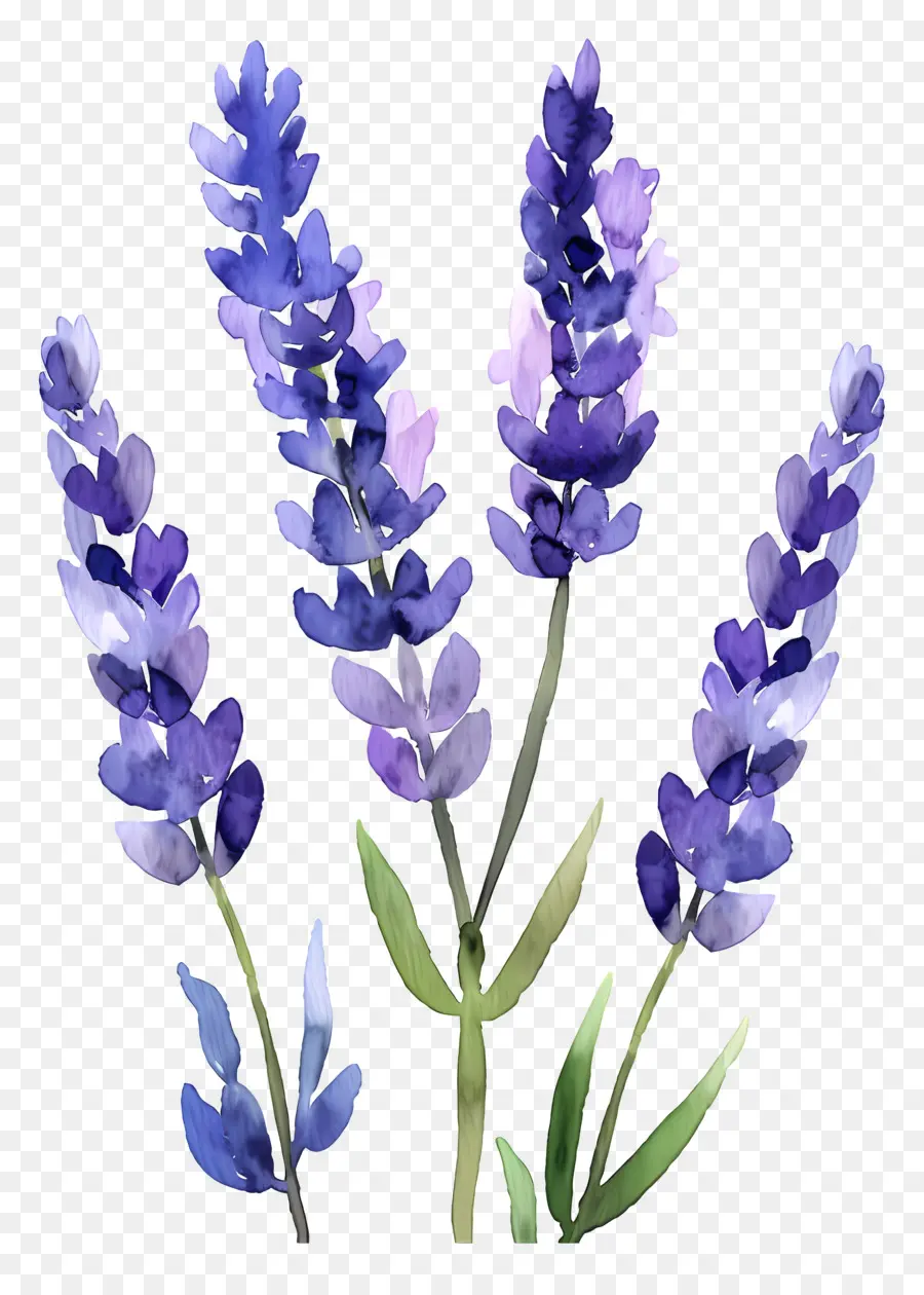 Lavender，Bunga PNG