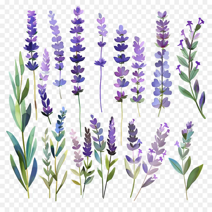 Warna Lembayung Muda，Lavender Ungu PNG