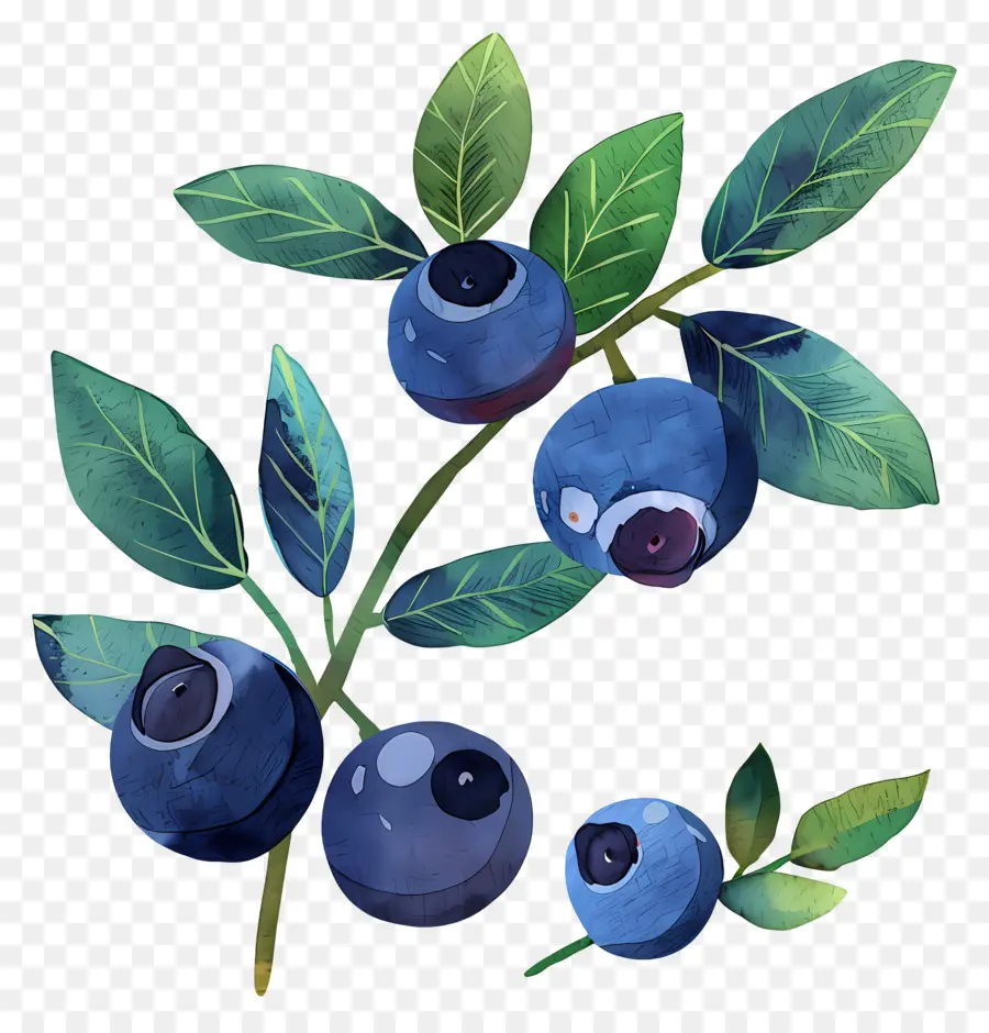 Blueberry，Buah Beri PNG