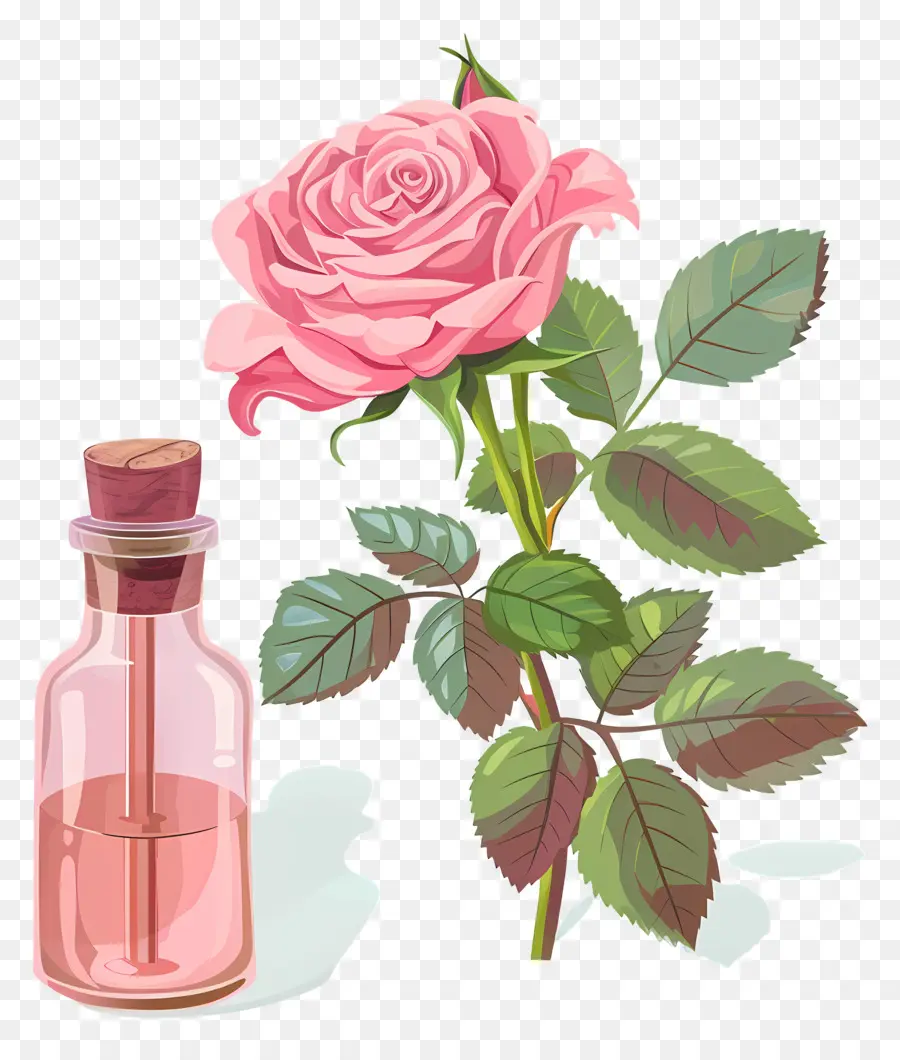 Minyak Mawar，Pink Rose PNG