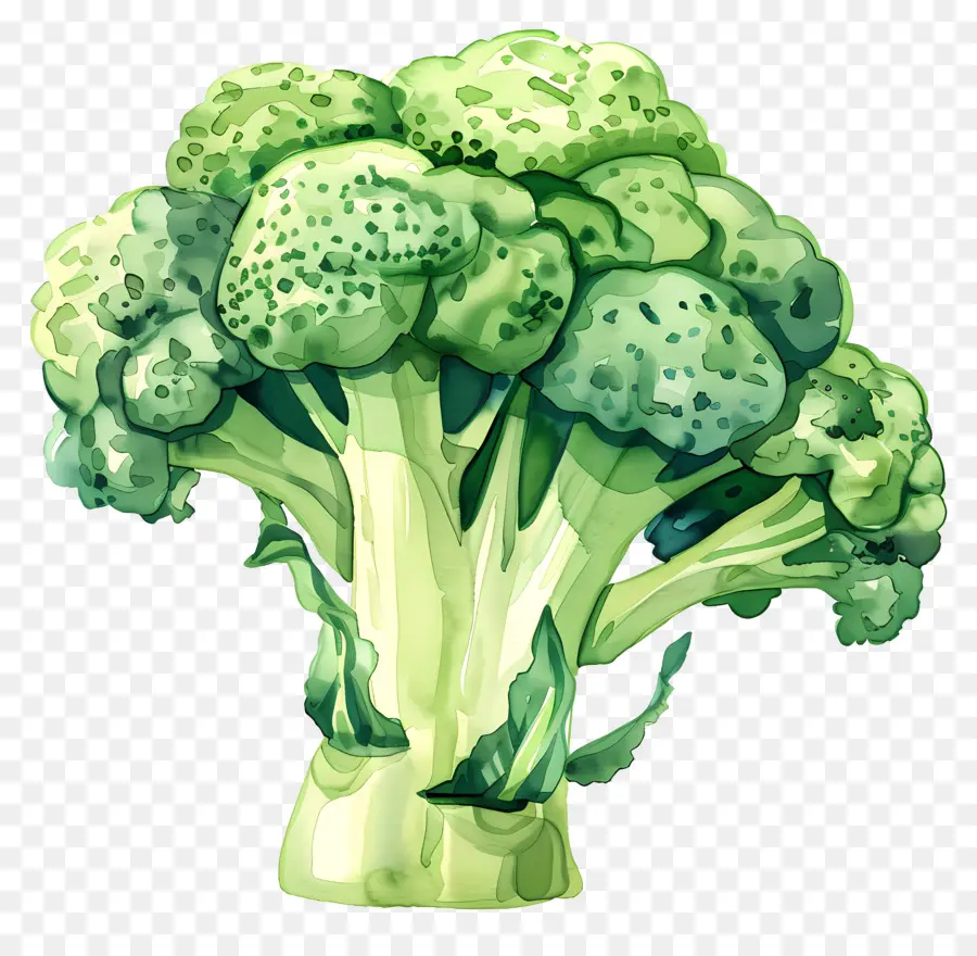 Brokoli，Embun Beku PNG