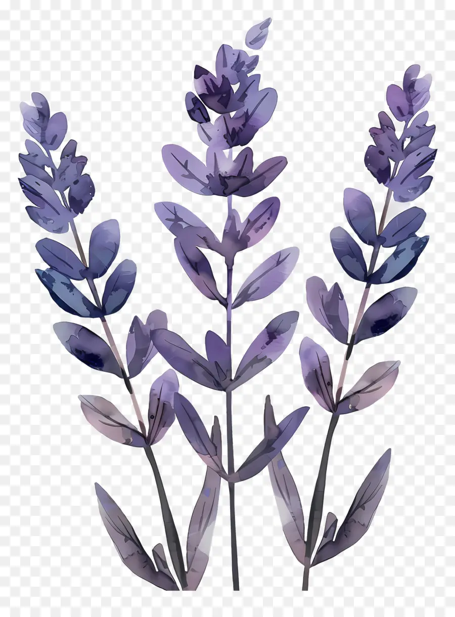 Lavender，Bunga PNG