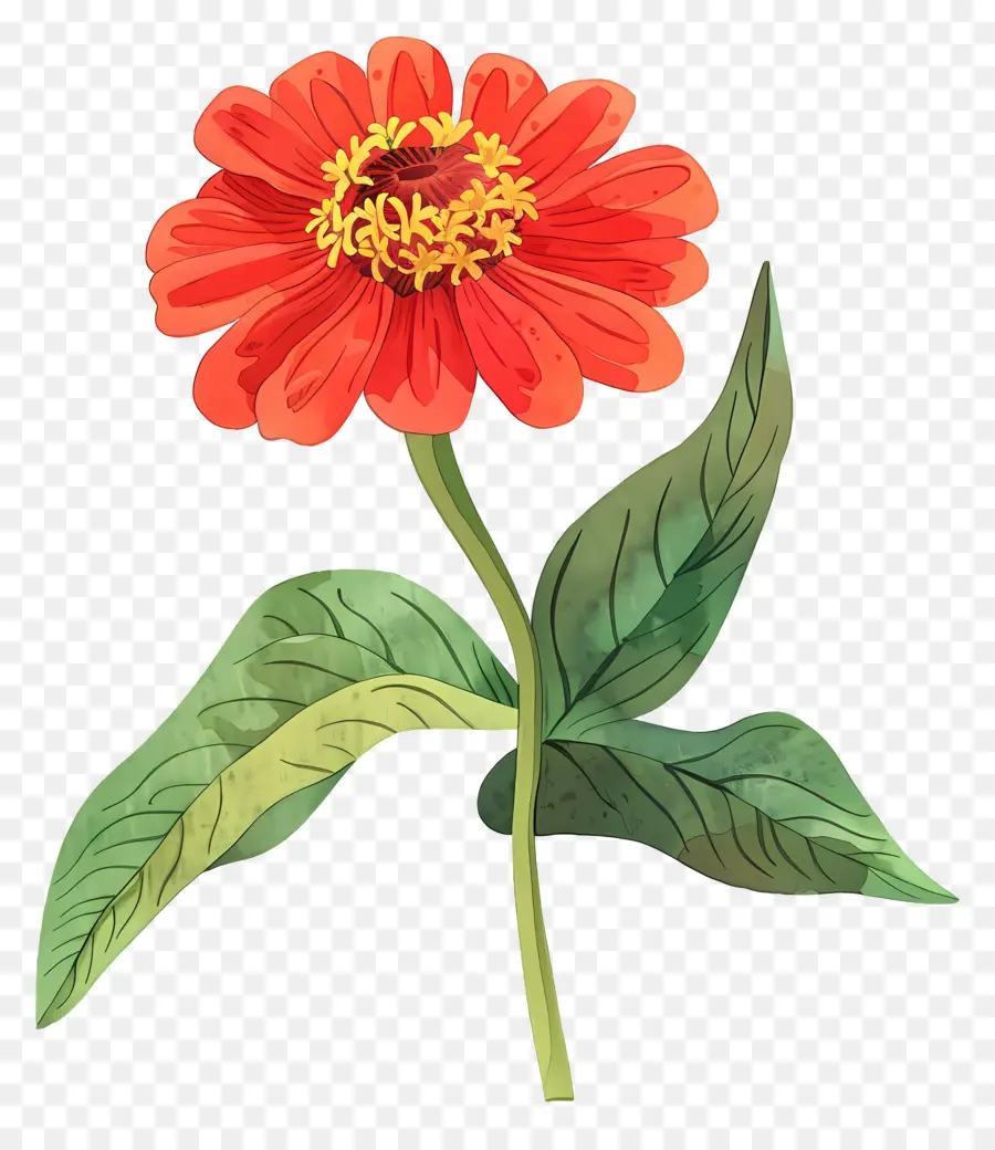 Zinnia，Bunga Zinnia PNG