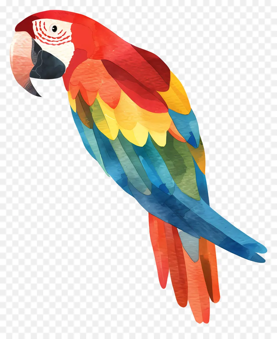 Macaw，Burung PNG