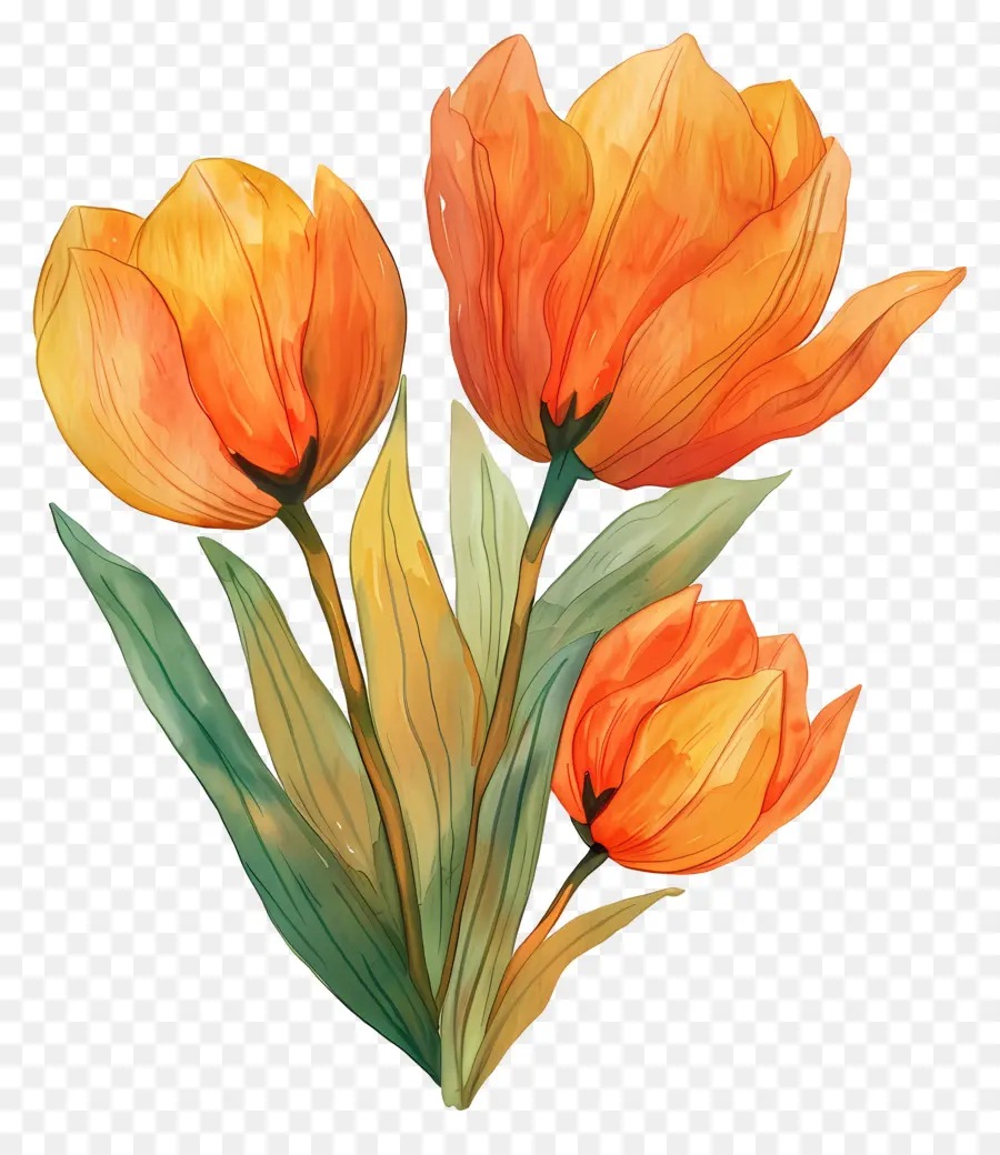 Tulip，Musim Semi PNG