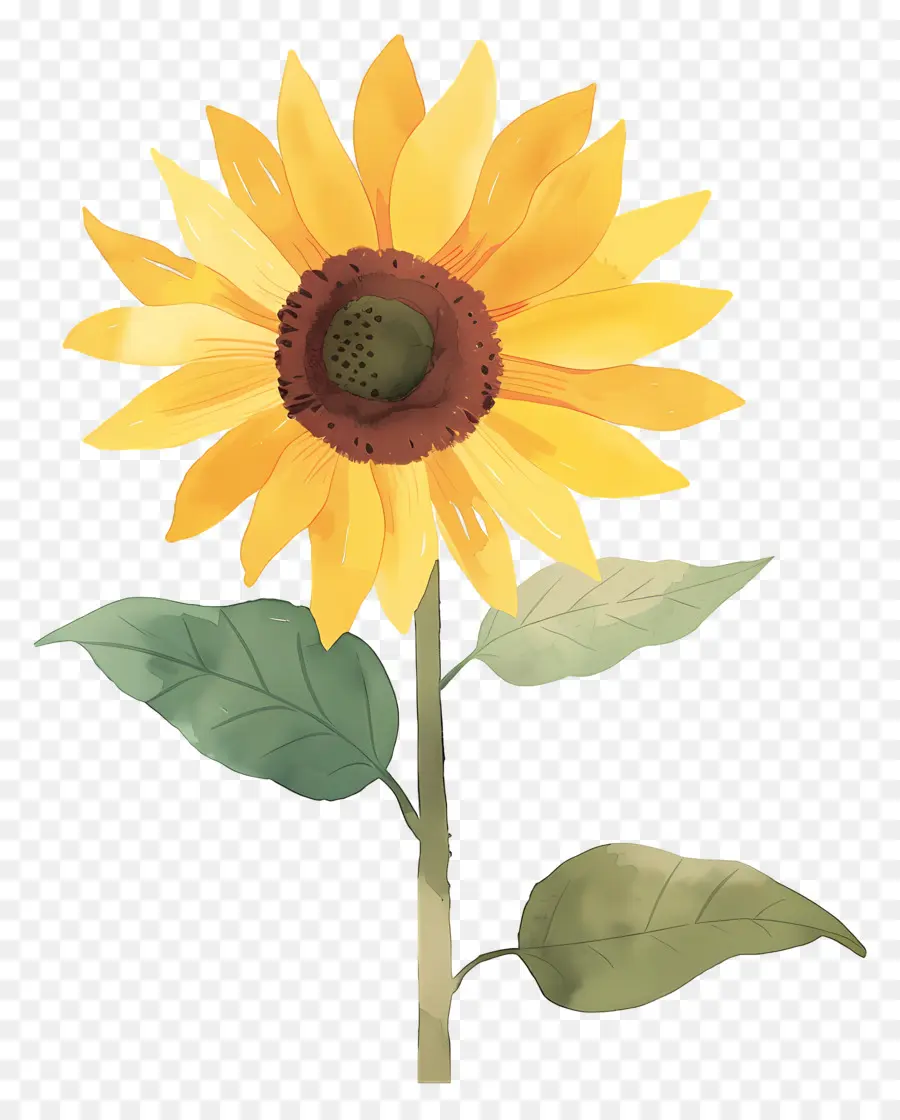 Bunga Matahari，Kuning PNG