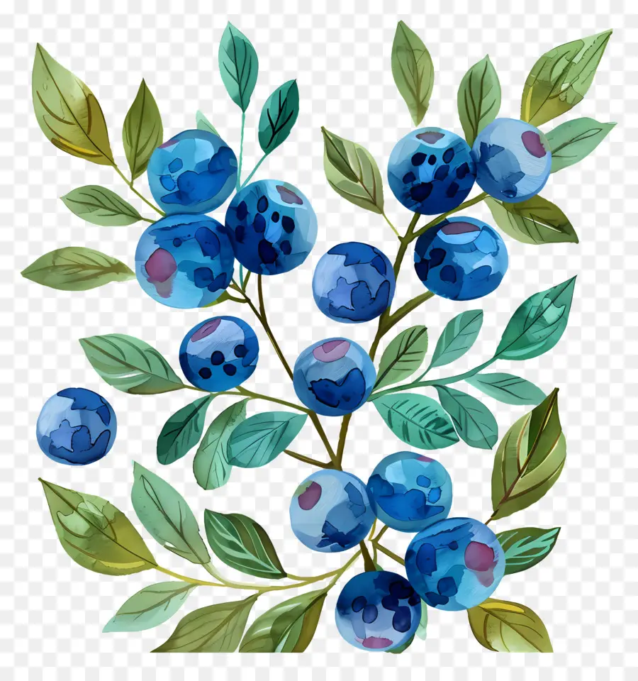 Blueberry，Blueberry PNG