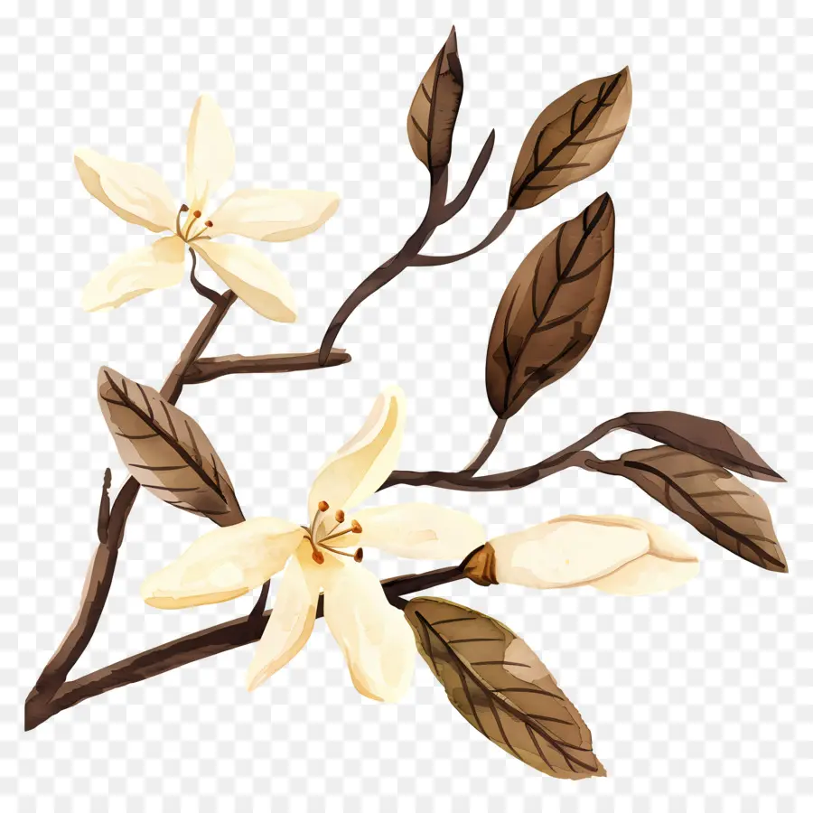 Vanili，Bunga Putih PNG