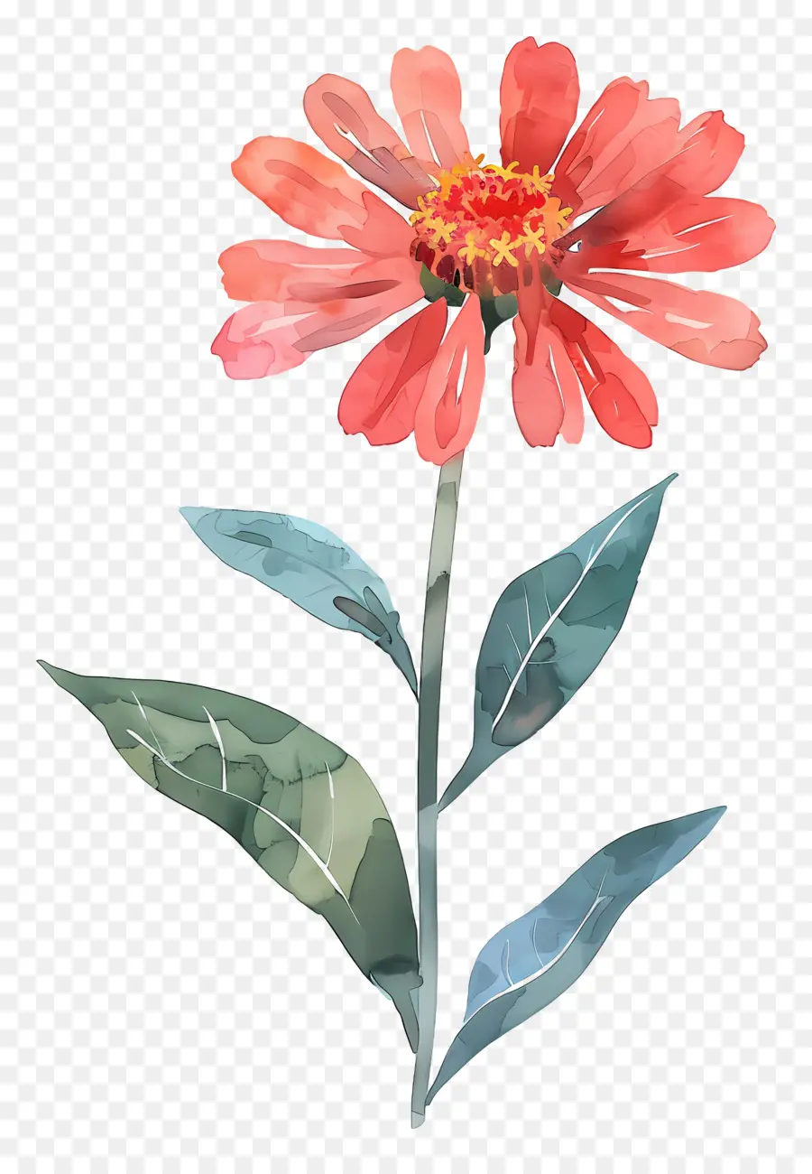 Zinnia，Bunga Merah PNG