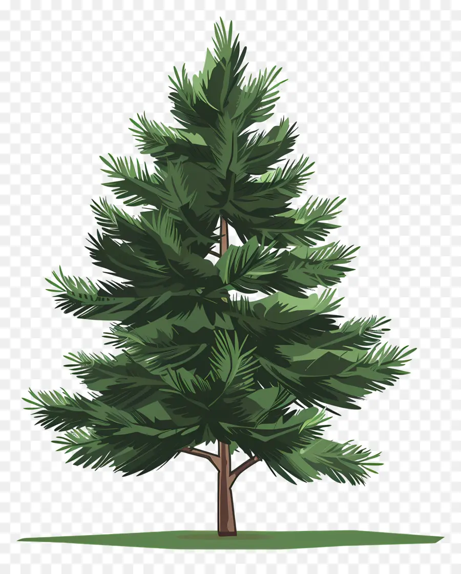 Pohon Pinus，Evergreen PNG