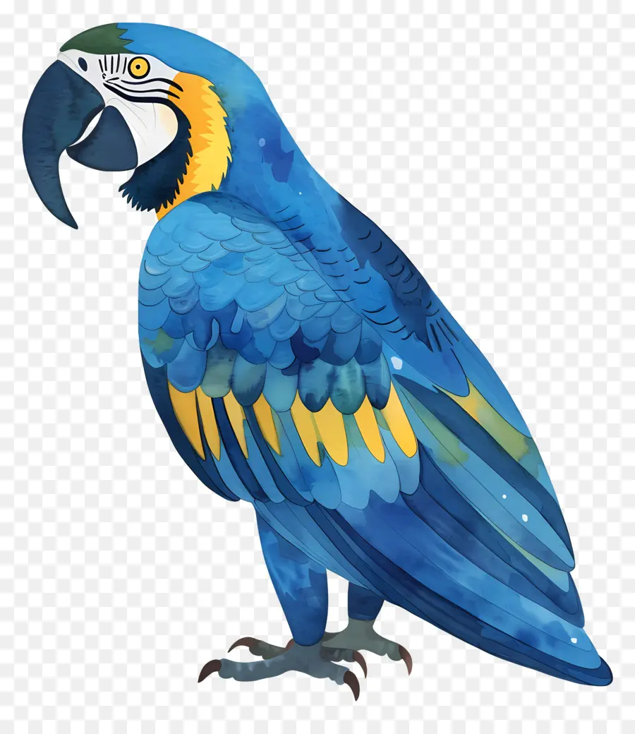 Macaw，Burung Beo Biru Dan Kuning PNG