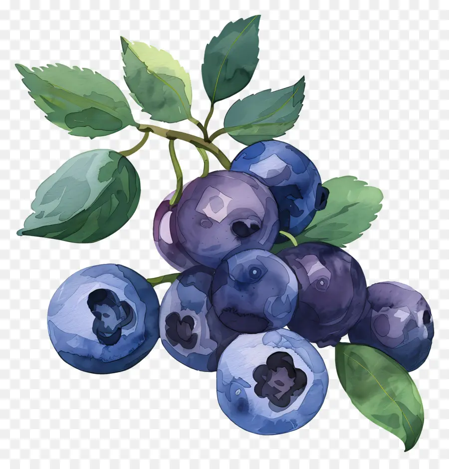 Blueberry，Blueberry PNG