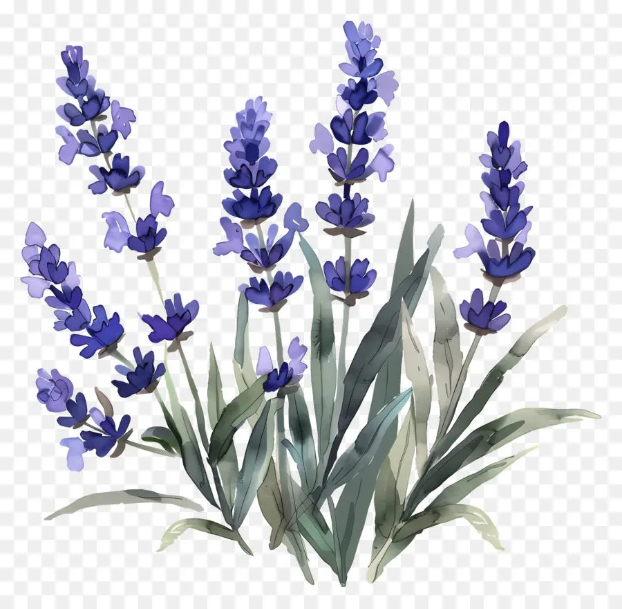 Lavender，Lukisan Cat Air PNG